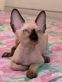 Cuccioli Canadian Sphynx su prenotazione
