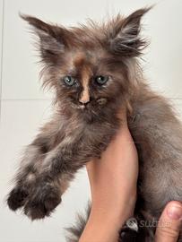 Cucciolo di Maine Coon