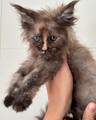 Cucciolo di Maine Coon