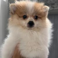 Spitz Pomerania nano