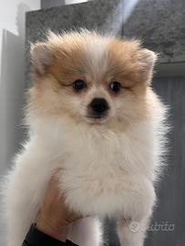 Spitz Pomerania nano