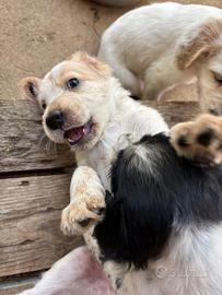Cucciol cane setter inglese