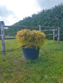 FILIFERA AUREA
