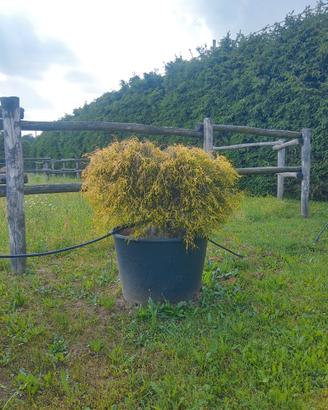 FILIFERA AUREA