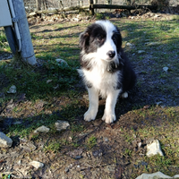 Cuccioli border collie sole e luna black White