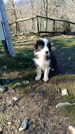 Cuccioli border collie sole e luna black White