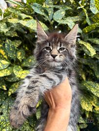 Cuccioli Maine coon