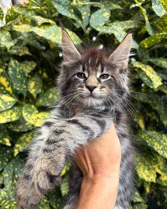 Cuccioli Maine coon