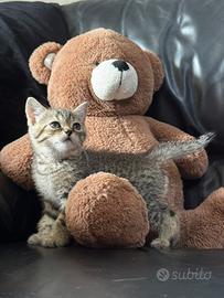 Cuccioli Scottish Straight