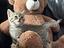 Immagine 1