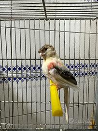 Novelli Arlecchino portoghese