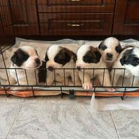 Cuccioli di San Bernardo