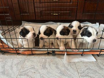 Cuccioli di San Bernardo