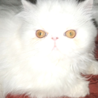 Cuccioli gatto Persiano pura razza