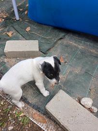 Jack russel