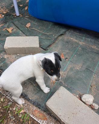 Jack russel