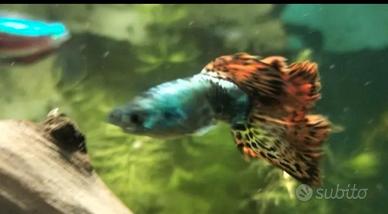 Pesci nati nel mio acquario