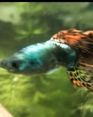 Pesci nati nel mio acquario