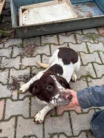 Springer spaniel