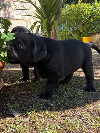 Labrador