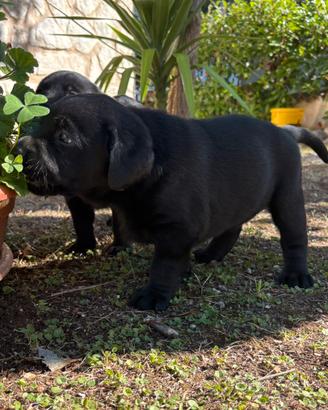 Labrador