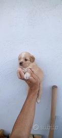 Maltipoo mini toy