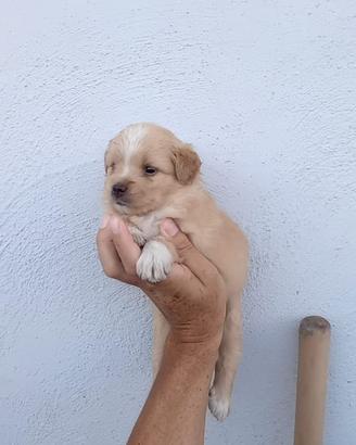 Maltipoo mini toy