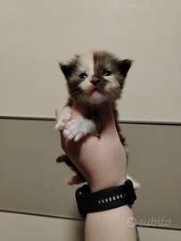 Maine coon spettacolari