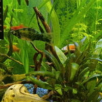 Poecilidi acquario black