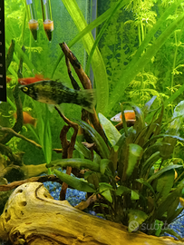 Poecilidi acquario black