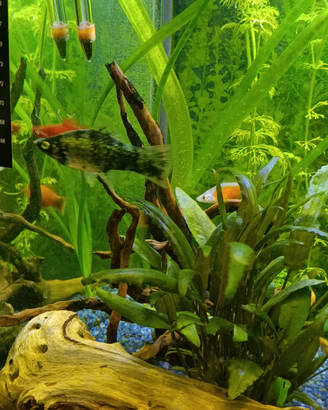 Poecilidi acquario black