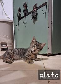 Plato gattino 2 mesi