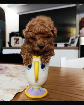 Barboncino mini toy