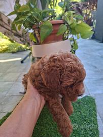 Maltipoo cuccioli