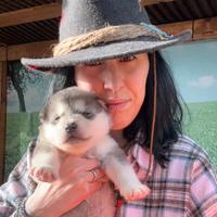 Cuccioli Alaskan Malamute