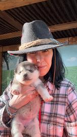 Cuccioli Alaskan Malamute