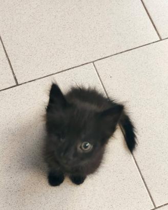 Cuccioli da amare