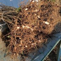 Piantine nocciolo da impianto tartufigeno,a tuber 