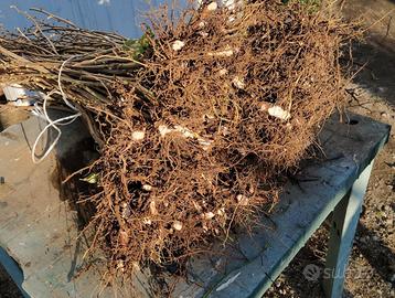 Piantine nocciolo da impianto tartufigeno,a tuber 