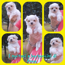 Maltese mashio con pedigree ENCI, taglia piccola