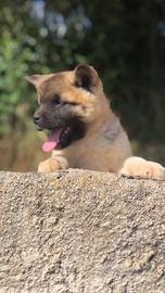 Akita Americano Cuccioli