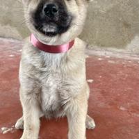 Cuccioli meticci taglia media