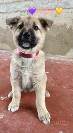 Cuccioli meticci taglia media