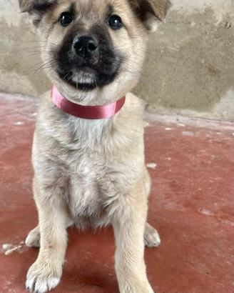 Cuccioli meticci taglia media