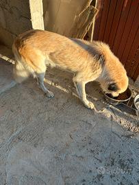 Cane meticcio taglia grande