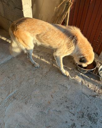Cane meticcio taglia grande