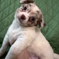 Cuccioli di Chihuaua