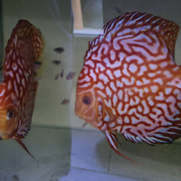 3 coppie discus