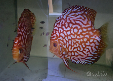 3 coppie discus