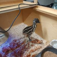 Emu, struzzo